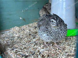 POL Quail HENS For Sale