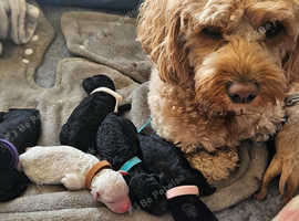 Stunning Cavapoo puppies