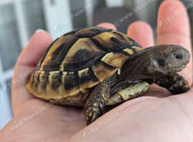 Hermann tortoise + if wanted the viv can come too.