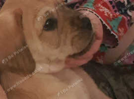 Pug x