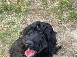 Black Cockapoo 6 months old