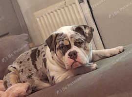 Gorgeous pocket bully