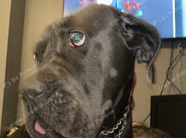 Cane Corso 2 year old