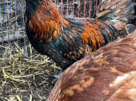 Polish cockerel looking for new roost