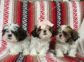 (3) little Shih tzu's