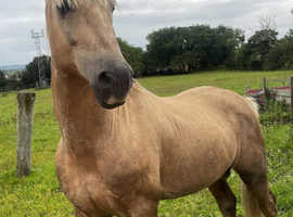 Welsh section d stallion.