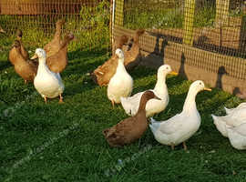 Young Ducks For Sale, Strong Healthy Birds. 16 Weeks Old in Inverkeilor