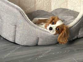 Cavalier king charles