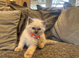 Full breed ragdoll