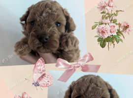 Beautiful toy poodle babies