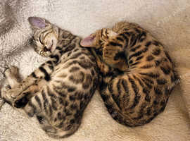 PURE G5 / F5 Bengal Kittens Latest Colours Silver Blue Charcoal, Brown Charcoal
