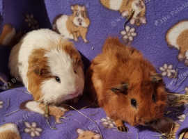 Guinea pigs for store sale west yorkshire