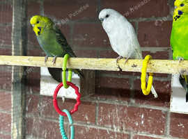 Budgies for sale