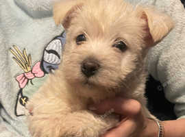 One Gorgeous westiepoo puppy left 3/4westie/1/4 poodle - 3 puppies left