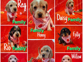 Bocker puppies