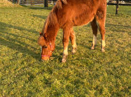 Fully Registered Chestnut Yearling Colt