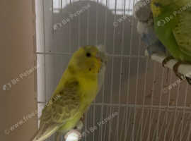 Baby budgies all wormed