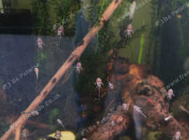 Young Bristlenose plecs for sale