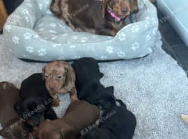Stunning Dachshund puppies, boys and girls