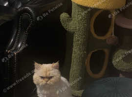 Rehoming our wonderful Persian