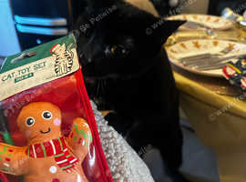 2 female black cats