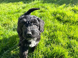 Beautiful bordoodle puppies