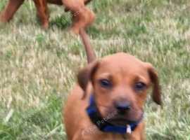 Loyal Ridge Rhodesian Ridgebacks puppies