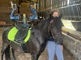 3 yr old DHP mare 12hh approx