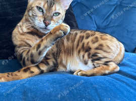Bengal lady