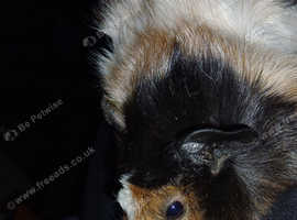 Perivian guinea pigs