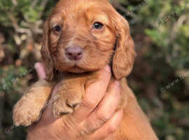 Beautiful show type cocker babies