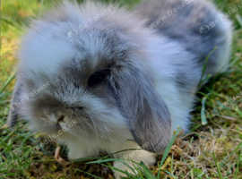 Beautiful lion lops looking for homes