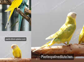 Ringnecks plumheads