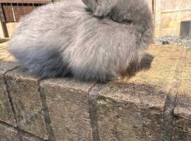 Baby rabbits