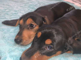 Miniature Dachshunds For Sale And Rehome In Dartford Find Dogs
