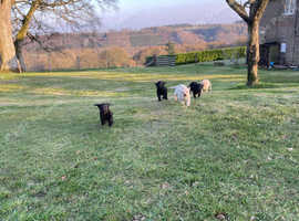 Puppies for sale
