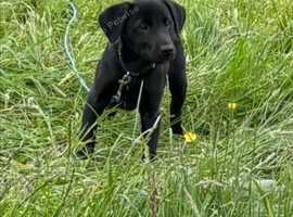 14 month lab