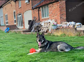 GSD x Northern Inu Female