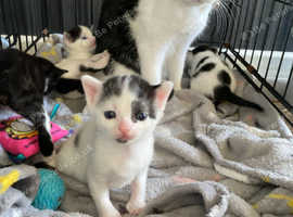 3 kittens