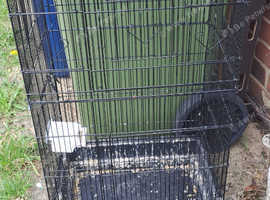 Black bird cage