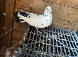 Fantail pigeon