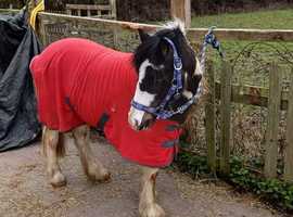 Bay and White Sec A cross Cob Gelding