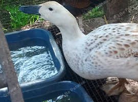Silver/Gold Harlequin Fertile Duck Eggs