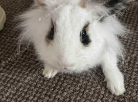 Bunny for