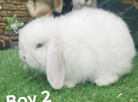 Beautiful Mini lops