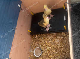 2 goslings in Preston 1 male 1 female