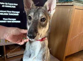 Tamaskan Dog