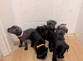 Purebred champion bloodline cane corso puppies