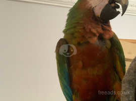 HandReared Stunning Shamrock Macaw Parrot,25