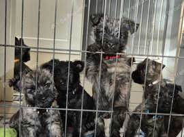 Pedigree kc cairn terrier puppy available